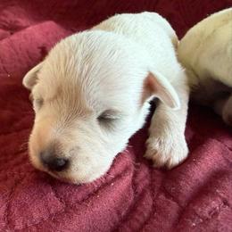 Brie - White female Miniature Schnauzer puppy in Ferndale, Washington from Blackhorse Schnauzers Washington state