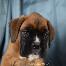 Boxer Puppies from Cadogans Boxers