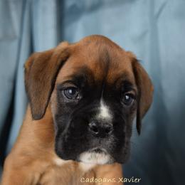 Boxer Puppies from Cadogans Boxers