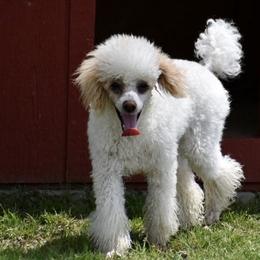 Penelope - Poodle