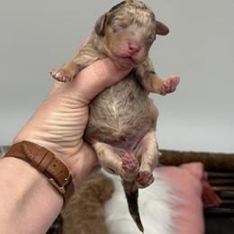 Petunia - Red merle female Aussiedoodle puppy in Austin, Texas from Doodles of Central Texas