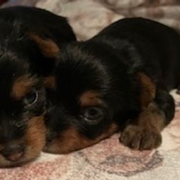 Rottweilers and Yorkshire Terriers from Beauty & The Beast Creations