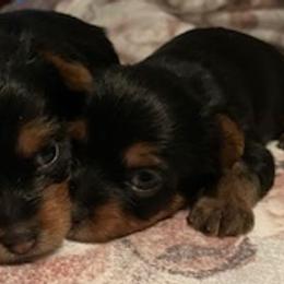 Rottweilers and Yorkshire Terriers from Beauty & The Beast Creations