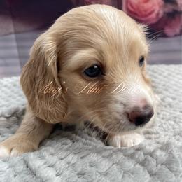 Thor AKC - Cream male Dachshund puppy in Jena, Louisiana from Amy’s Mini Doxies