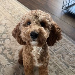 Rocky - Poodle