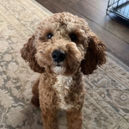 Rocky - Poodle