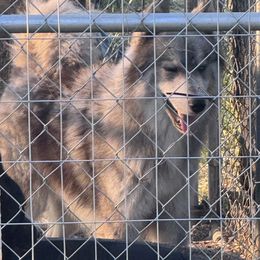 Dante - Siberian Husky