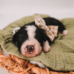 Green Boy - Black and white male Bernedoodle puppy in Mckinney, Texas from Doodles of North Tx