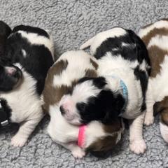 Saint Berdoodle Puppies from Lakeside Pups