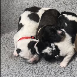 Saint Berdoodle Puppies from Lakeside Pups
