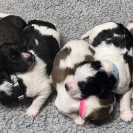 Saint Berdoodle Puppies from Lakeside Pups