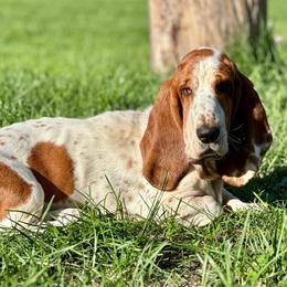 Sophia - Basset Hound
