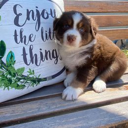 Australian Shepherd and Miniature Australian Shepherd Puppies from Aussie Trail Farms