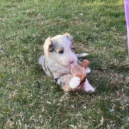 Sheepadoodle Puppies from Zydeco Doodles