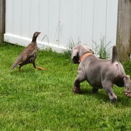 Weimaraner Puppies from Platinum Weimaraners