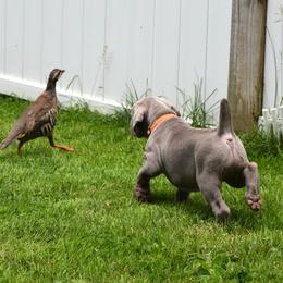 Weimaraner Puppies from Platinum Weimaraners