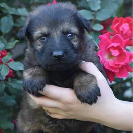 Blue Collar Sable Male - Sable male German Shepherd puppy in Marianna, Florida from Haus M Godwin