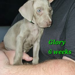 Green Collar Girl - Glory - Weimaraner puppy from Desert Rose Weimaraners