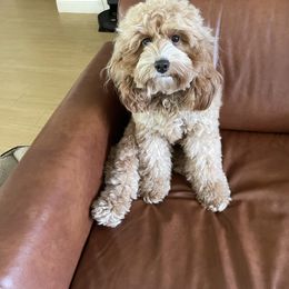 Cockapoo All Grown Up from Lakeside Cockapoos