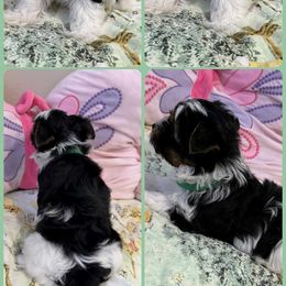 Green - Black tan and white male Biewer Terrier puppy in Temecula, California from Biewer Puppies USA