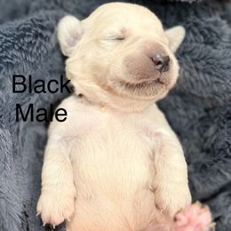 Brazil - Light golden male Golden Retriever puppy in Salt Lake City, Utah from Soaring golden retrievers