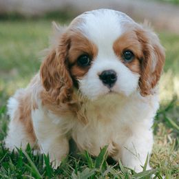 Cavalier King Charles Spaniel Puppies from Gold Country Cavaliers