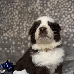 Brown color - Panda male German Shepherd puppy in Marion, Ohio from Legacy K9’s