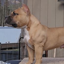 American Bully Puppies from Sky River Bullies