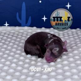 Dot - Red merle female Miniature Australian Shepherd puppy in Tucson, Arizona from TTTNT Aussies