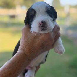Chess - Tri-color male Bernedoodle puppy in El Campo, Texas from Little Fur Friends Bernedoodles