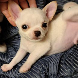 Chihuahuas from SOUTHERN CHARM CHIHUAHUAS