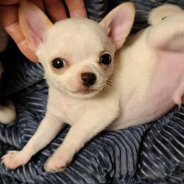 Chihuahuas from SOUTHERN CHARM CHIHUAHUAS