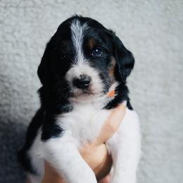 Joy (Orange Band) - Tri-color male Labradoodle puppy in Plainfield, New Jersey from Caris Paws Poodles and Labradoodles
