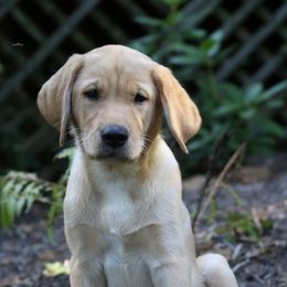 Labrador Retrievers from Cuileann Labradors Ireland