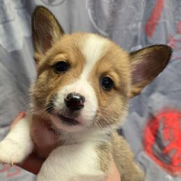 Boy 2 - Red male Pembroke Welsh Corgi puppy in Middleburg, Florida from Mulkeys Little Corgis