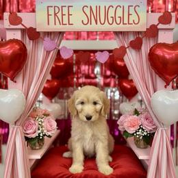 Praline - Cream male Goldendoodle puppy in Tybee Island, Georgia from Castaway Doodles