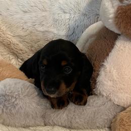 Lexi - Black and tan female Dachshund puppy in Austin, Texas from Glorious Minis