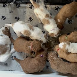 Goldendoodle Puppies from Cali Doodles