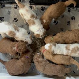Goldendoodle Puppies from Cali Doodles