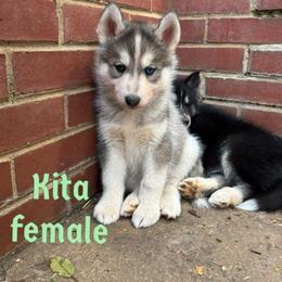 Kita - Gray and white female Siberian Husky puppy in Elkin, North Carolina from Blue Ridge Shadow Huskies