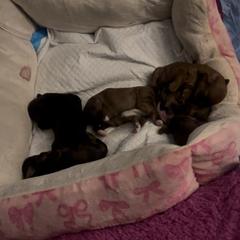 Shorkie Puppies from Evelyn Renee House of Aces