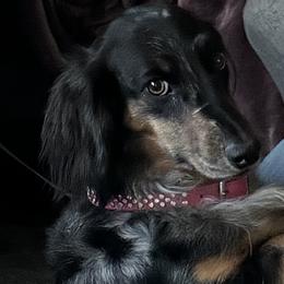 Dachshunds from Sharon Clinton
