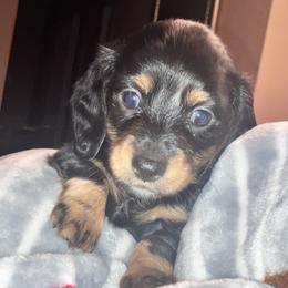Dachshund puppies from Jeffrey's Dachshunds