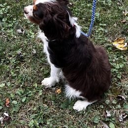 Envy - Cavalier King Charles Spaniel