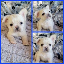 Boy 2 - Cream male French Bulldog puppy in Plymouth, Utah from Country Sunshine