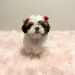 Shih Tzu Puppies from NC Stellar Puppies