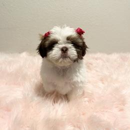Shih Tzu Puppies from NC Stellar Puppies
