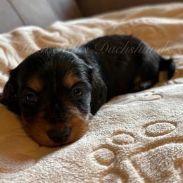 Boy - Black and tan male Dachshund puppy in Jonesboro, Illinois from Twin Hills Dachshunds