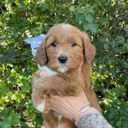 Aspen's White Female - Apricot female Goldendoodle puppy in Great Falls, Montana from Montana Goldendoodles