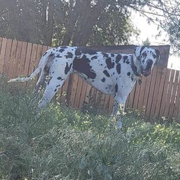 Maggie - Great Dane